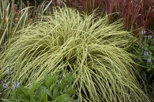 Grass Carex 'Evergold' NEW 2022